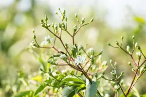 Heptacodium miconioides - SOLITAIR 150-175 CM C25 - image 2