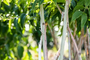 Heptacodium miconioides - MULTISTEM 150-175 CM C90 - image 3
