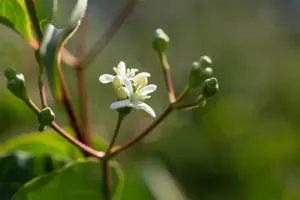Heptacodium miconioides - 40-50 CM C3 - image 5