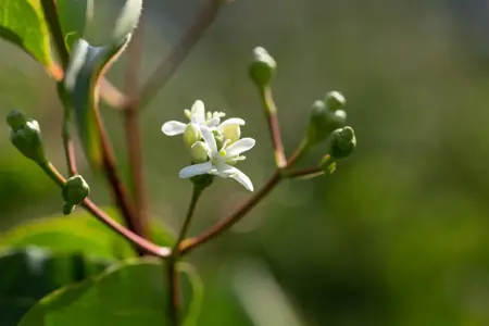 Heptacodium miconioides - MULTISTEM 250-300 CM C285 - image 5