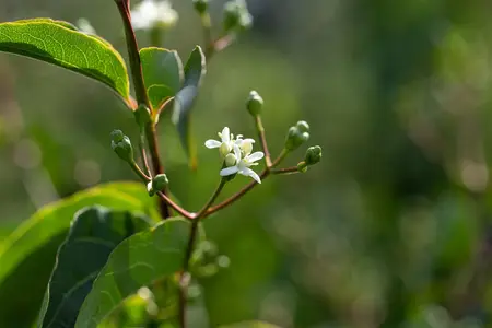 Heptacodium miconioides - 30-40 CM C2.5 - image 4