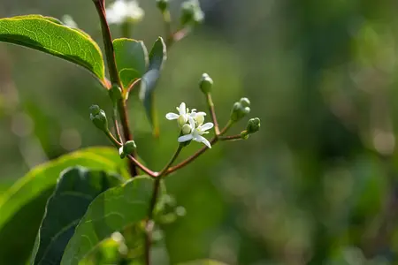 Heptacodium miconioides - SOLITAIR 125-150 CM C25 - image 4