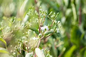 Heptacodium miconioides - MULTISTEM 200-250 CM C20 - image 1