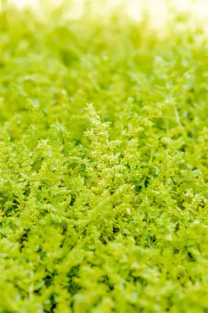 Herniaria glabra - P9 - image 2