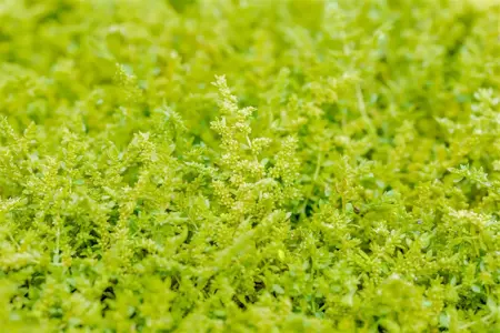 Herniaria glabra - P9 - image 1
