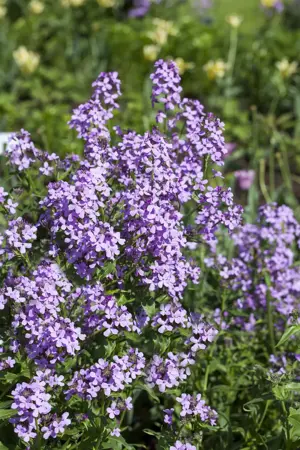 Hesperis matronalis - P9 - image 2