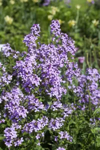 Hesperis matronalis - P9 - image 2