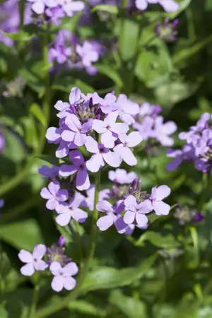 Hesperis matronalis - P9 - image 1