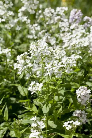 Hesperis matronalis 'Alba' - P9