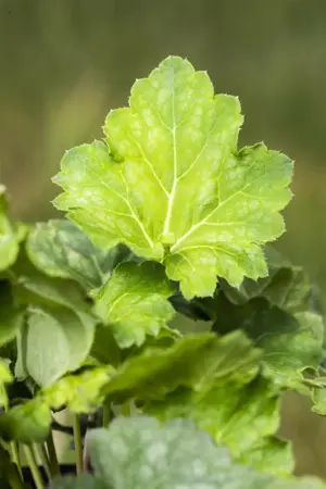 Heuchera a. 'Dale' - 2 Ltr pot - image 3