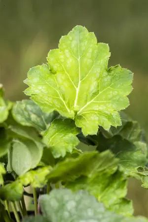 Heuchera a. 'Dale' - 7.5 Ltr pot - image 2