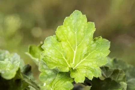 Heuchera a. 'Dale' - 7.5 Ltr pot - image 1
