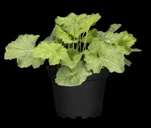 Heuchera a. 'Dale'