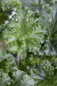 Heuchera ?Apple Crisp?