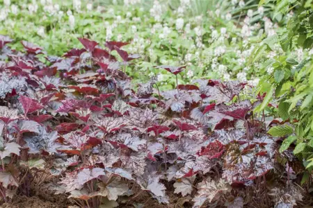 Heuchera 'Black Beauty' - P9
