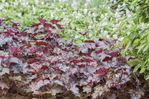 Heuchera 'Black Beauty'