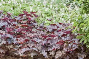 Heuchera 'Black Beauty' - 2 Ltr pot
