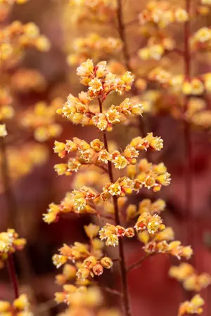 Heuchera 'Blondie' - 2 Ltr pot - image 5