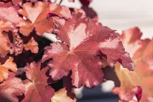 Heuchera 'Blondie'
