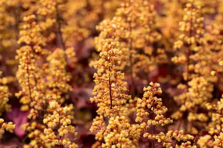 Heuchera 'Blondie' - 2 Ltr pot - image 2