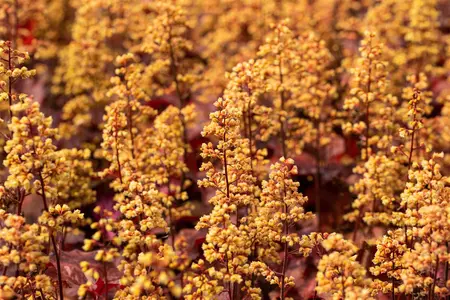 Heuchera 'Blondie' - 2 Ltr pot - image 3
