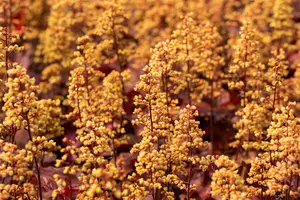 Heuchera 'Blondie' - 2 Ltr pot - image 3