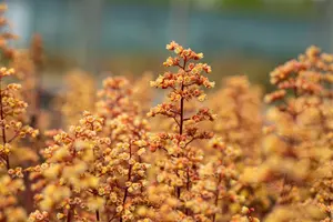 Heuchera 'Blondie' - 2 Ltr pot - image 4