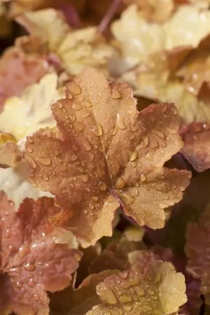 Heuchera 'Caramel' - P9 - image 2