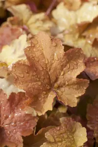 Heuchera 'Caramel' - P9 - image 2