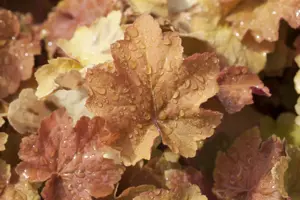 Heuchera 'Caramel'