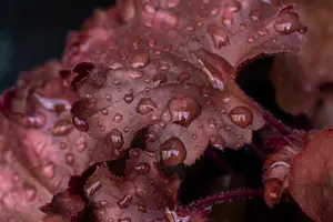 Heuchera 'Chateau Rouge'