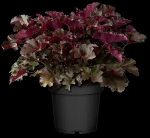 Heuchera 'Chocolate Ruffles'