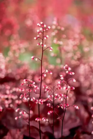 Heuchera 'Fire Chief' - 1.5 Ltr pot - image 2