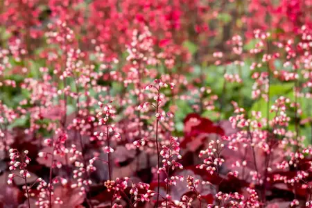 Heuchera 'Fire Chief' - 1.5 Ltr pot - image 1