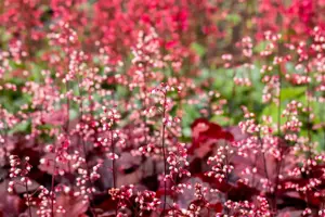 Heuchera 'Fire Chief'