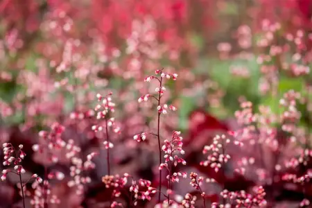 Heuchera 'Fire Chief' - 1.5 Ltr pot - image 3