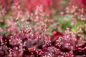 Heuchera 'Fire Chief' - 1.5 Ltr pot - image 3