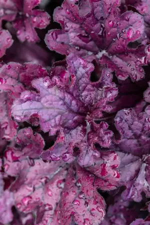 Heuchera 'Forever Purple' - P9 - image 3