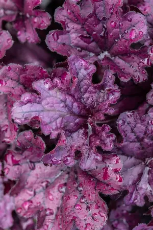 HEUCHERA FOREVER PURPLE 2L - image 3