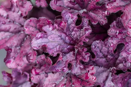 HEUCHERA FOREVER PURPLE 2L - image 2