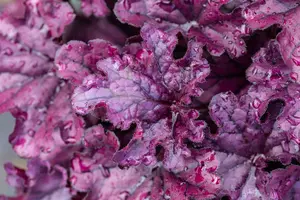 HEUCHERA FOREVER PURPLE 2L - image 2