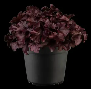 Heuchera 'Forever Purple'
