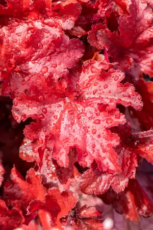 Heuchera 'Forever Red' - P9 - image 3