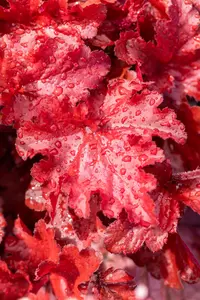 Heuchera 'Forever Red' - P9 - image 3