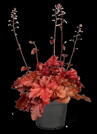 Heuchera 'Forever Red' - P9 - image 1