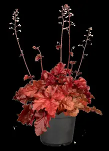 Heuchera 'Forever Red'