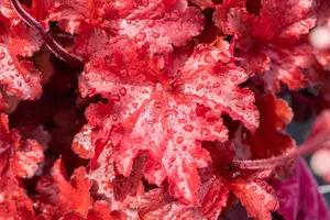 Heuchera 'Forever Red' - P9 - image 2