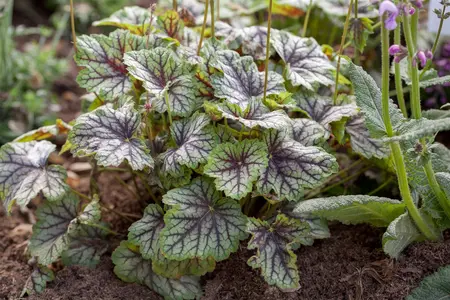 Heuchera 'Green Spice' - 2 Ltr pot