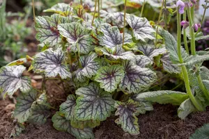Heuchera 'Green Spice'