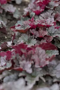 Heuchera 'Mango' - P9 - image 2